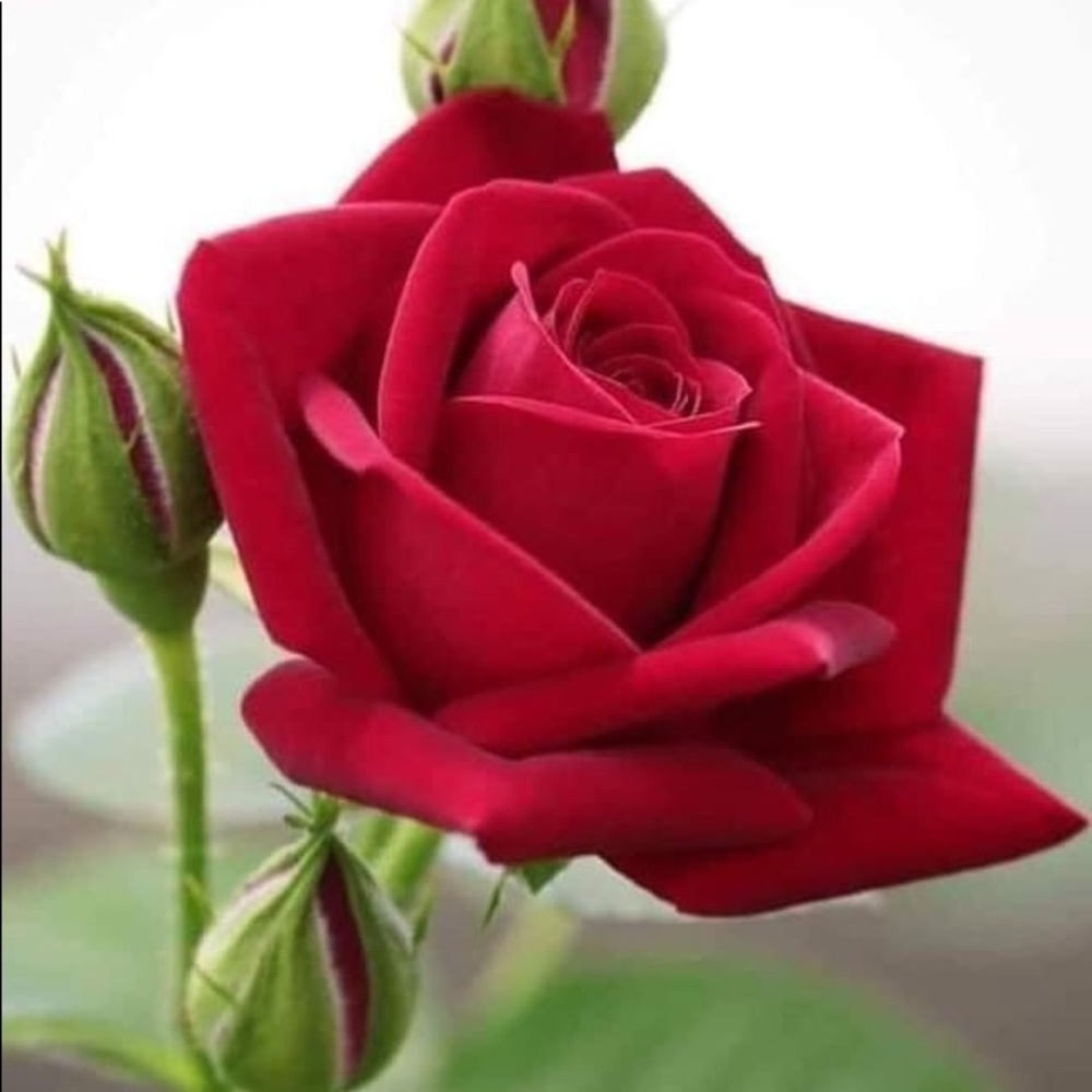 Meet your Posher, Olga